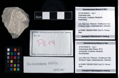 Foto (Objekt + Etikett) von Ambulocapsa altilis (Robins, 2013)  (NHMW-GEO-2014-0194-0619)